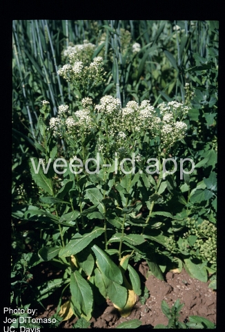 whitetop, lens-podded